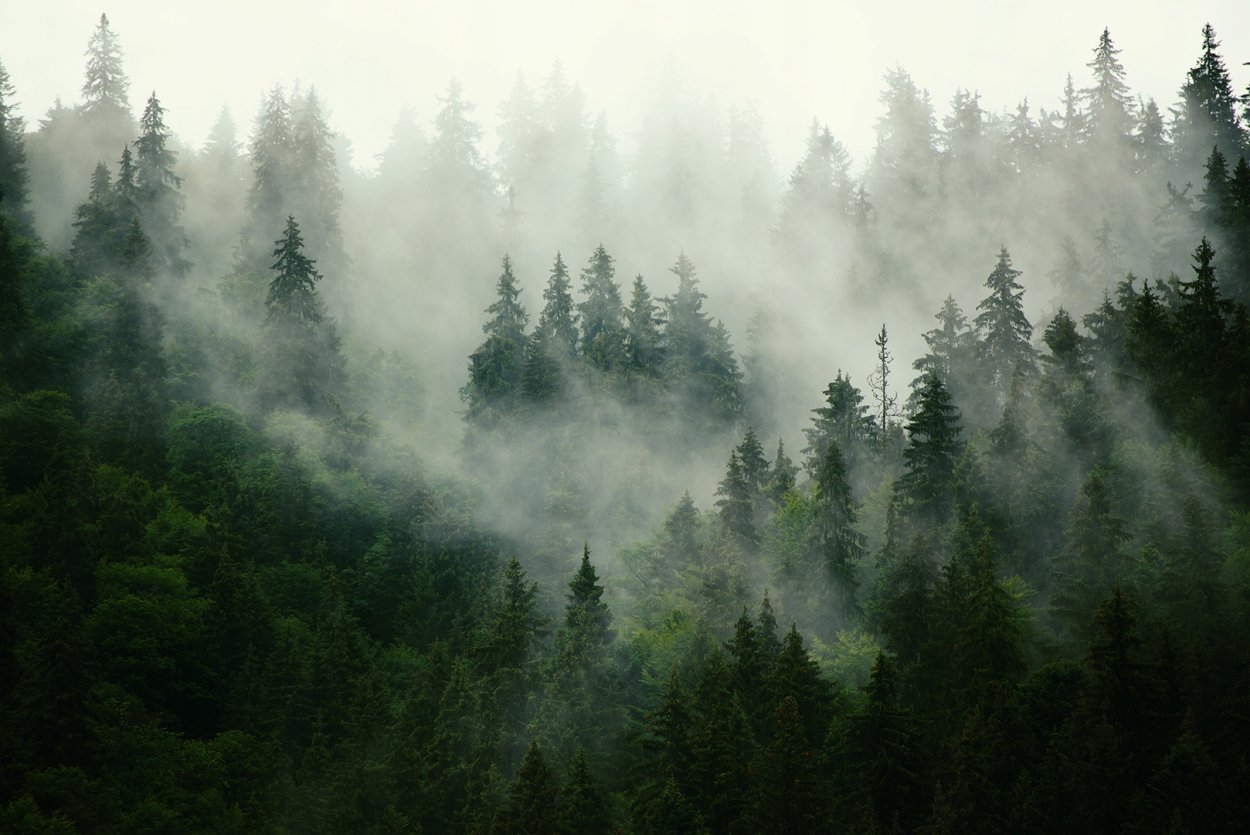 Обои елки в тумане