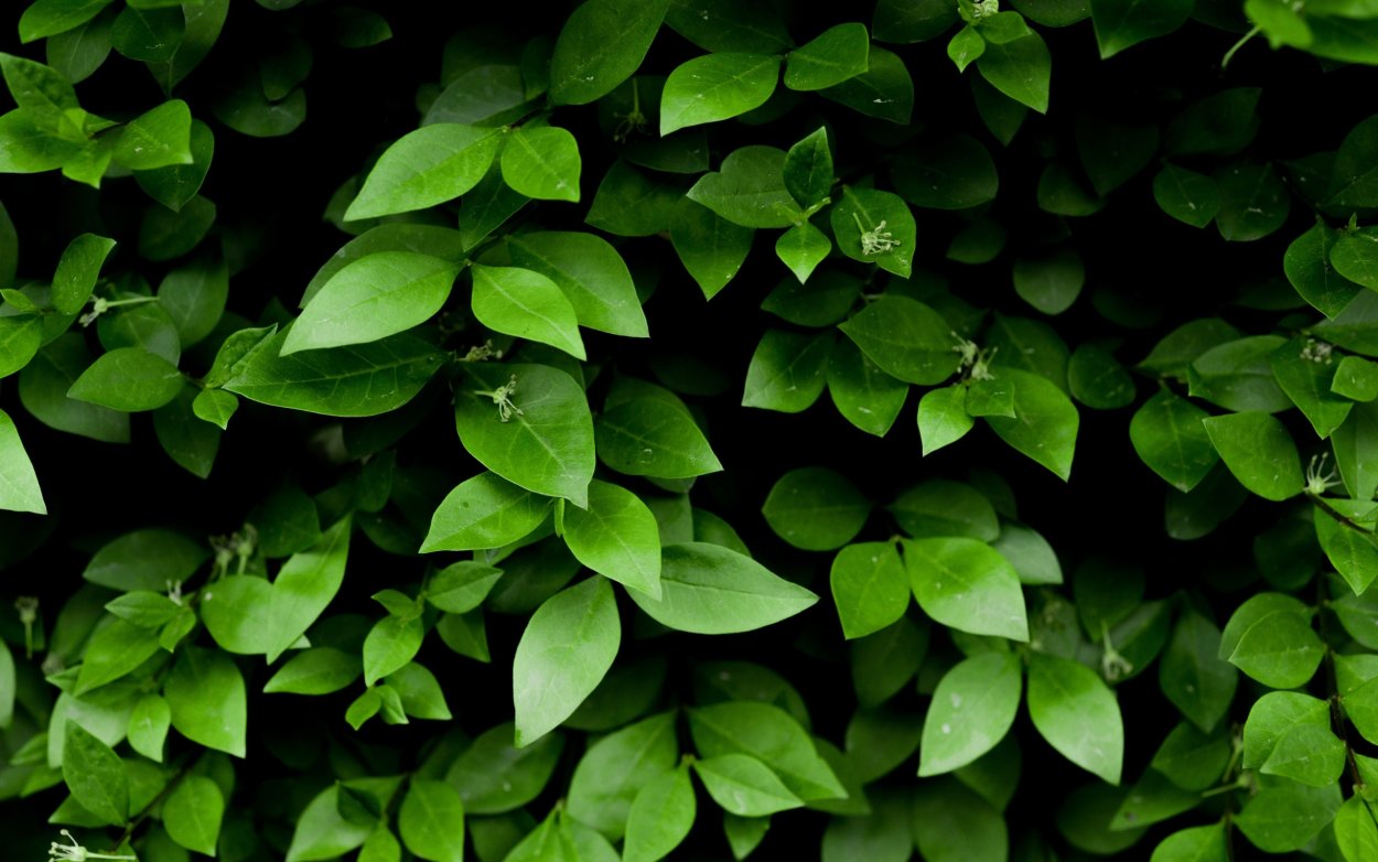 Зеленые листья фон