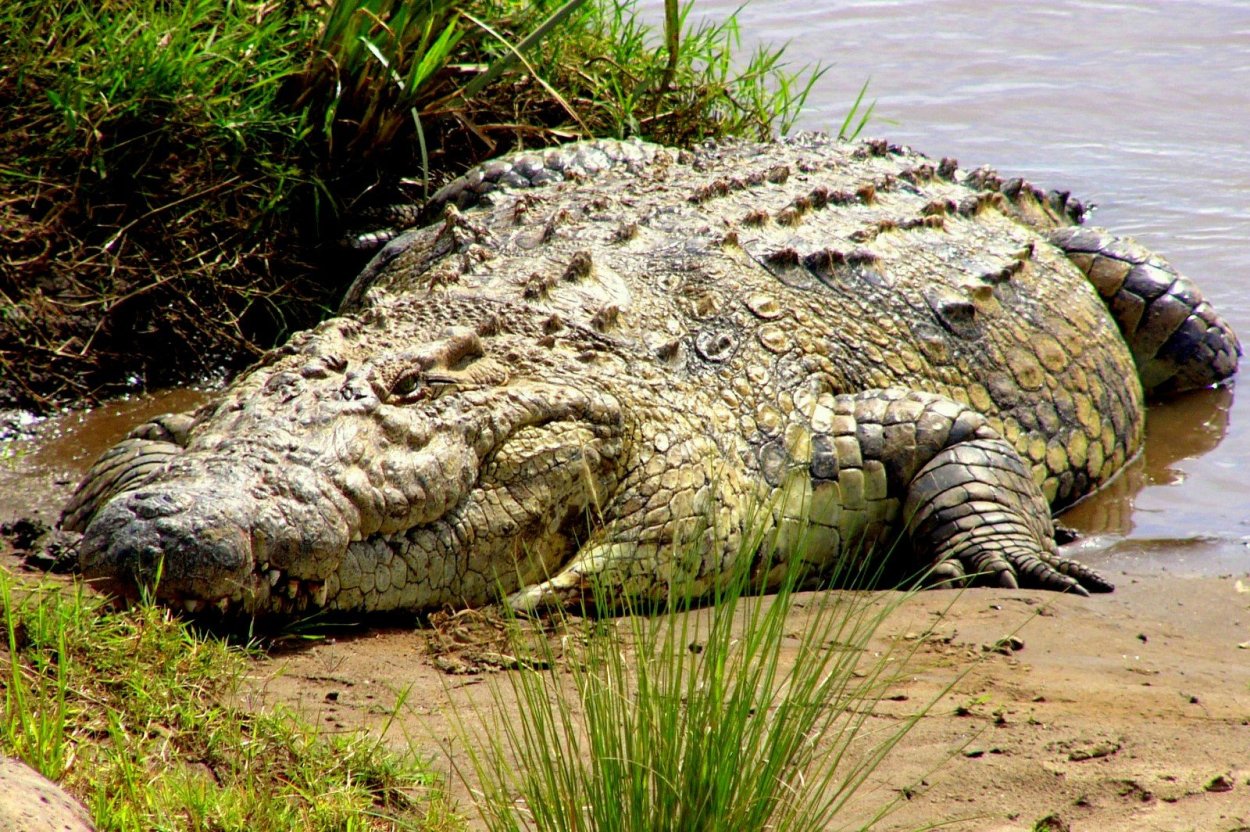 Крокодил густав