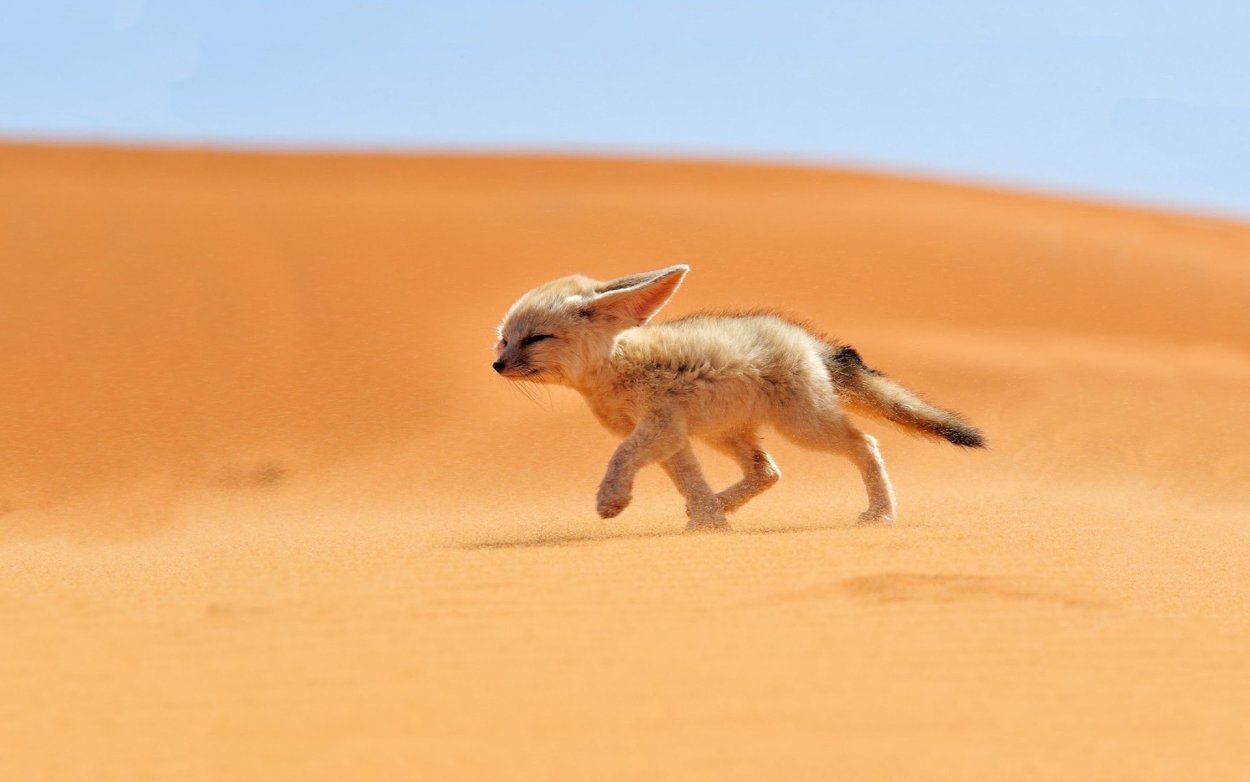 Пустынная лиса