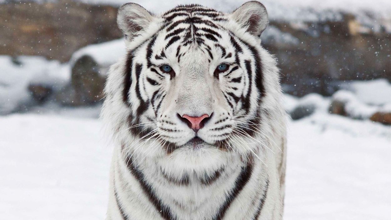 Амурский белый тигр
