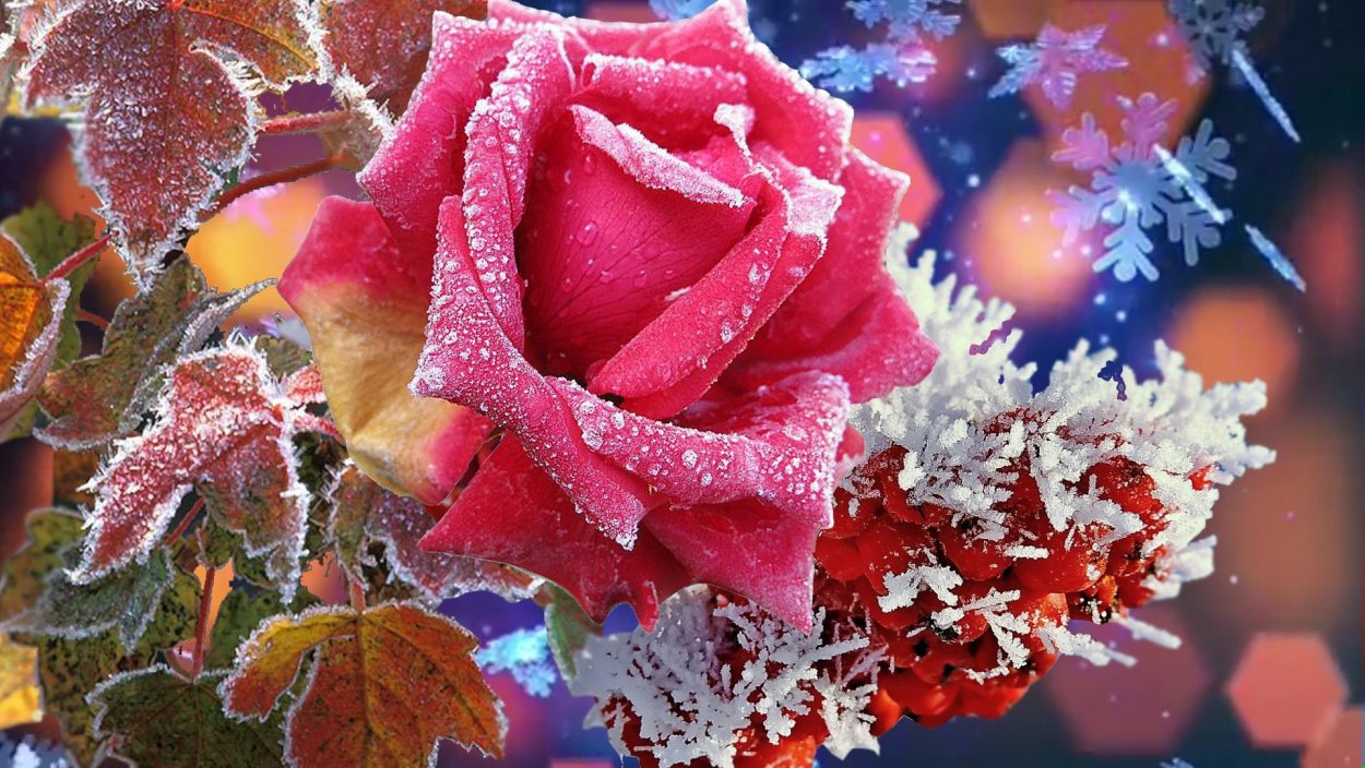 Зимняя цветущая роза