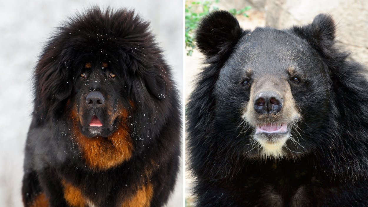 Тибетский бурый медведь
