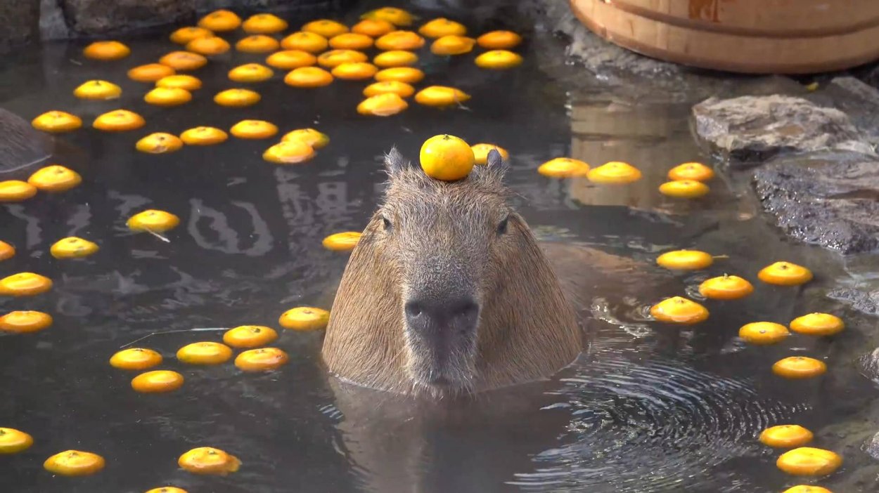 Капибара с апельсином на голове