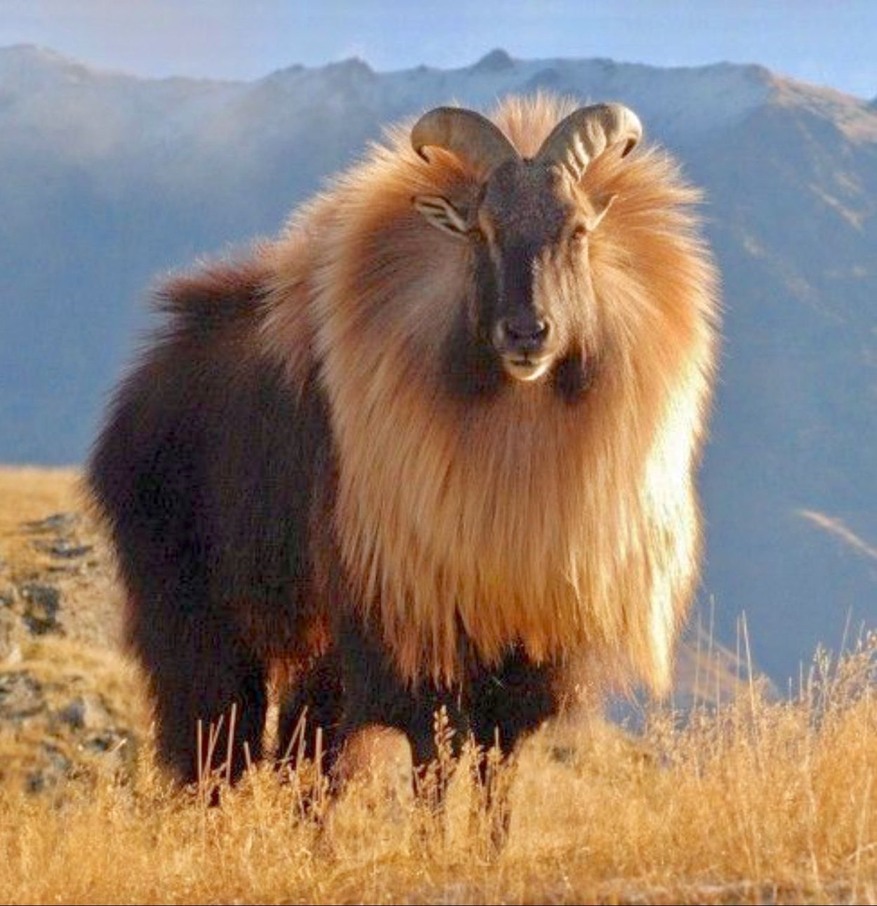 Гималайский козел
