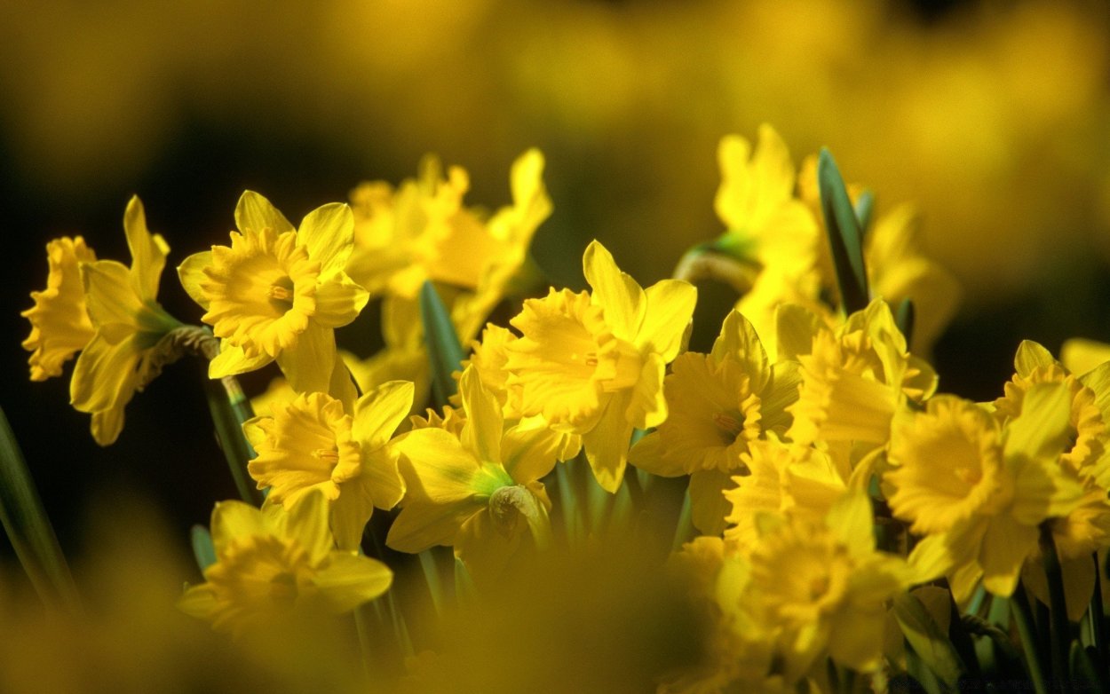 Весенний желтый цветок