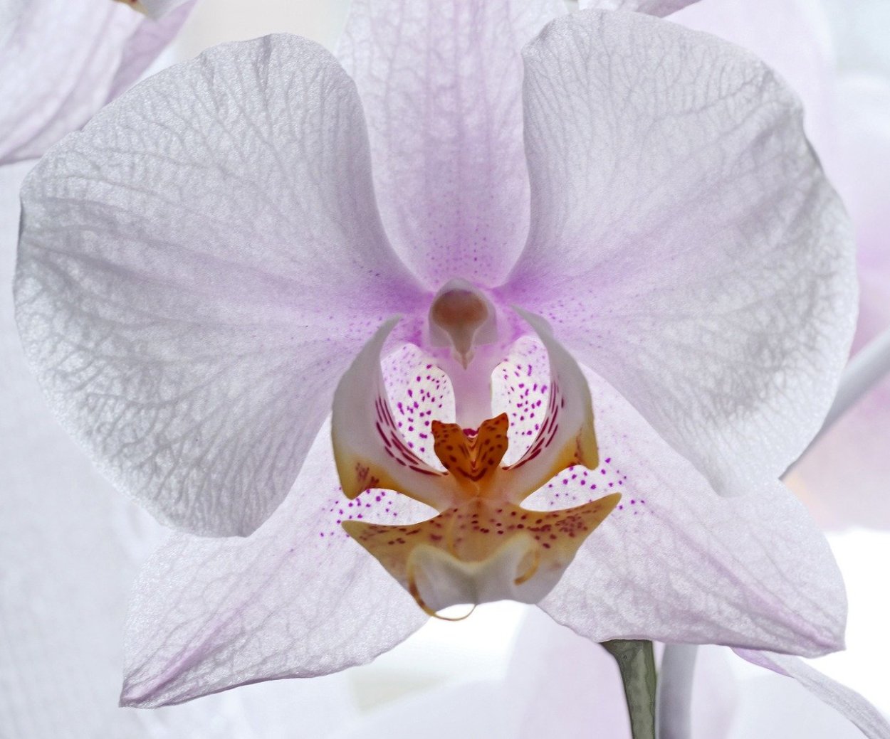Орхидея алтея