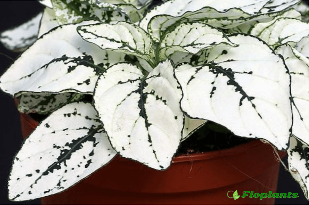 Цветок с белыми листьями