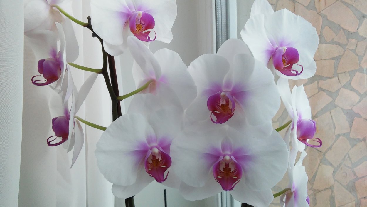 Орхидея моушен