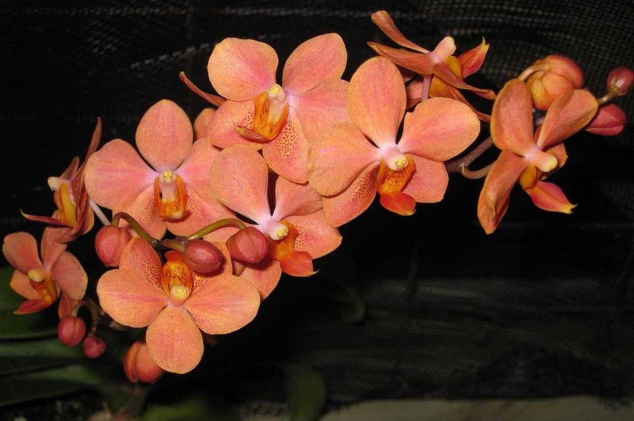 Орхидея ирен добкин