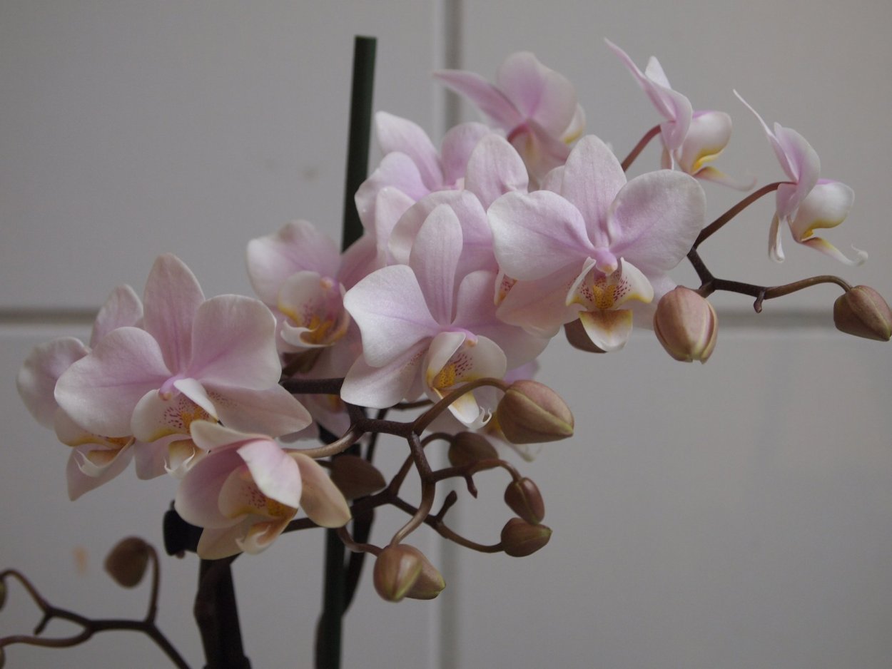 Пинлонг черри орхидея