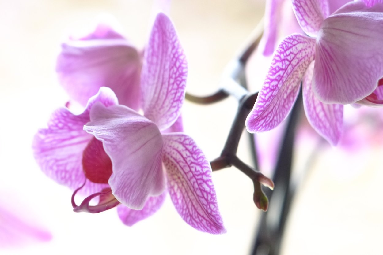 Орхидея торино