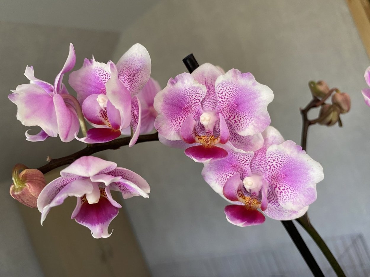 Орхидея дрим даймонд