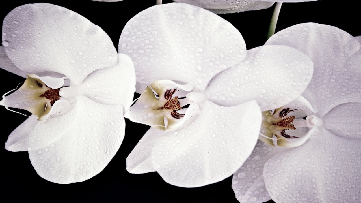 Рауль орхидея