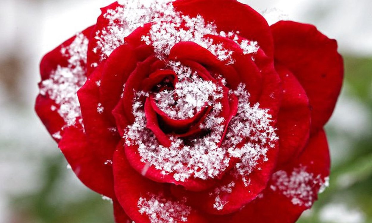 Зимняя роза цветок