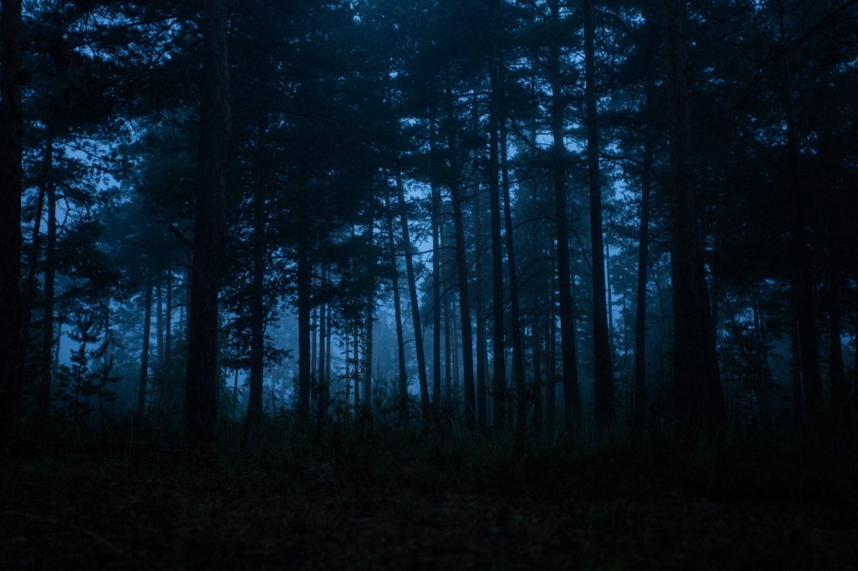 Фон ночной лес
