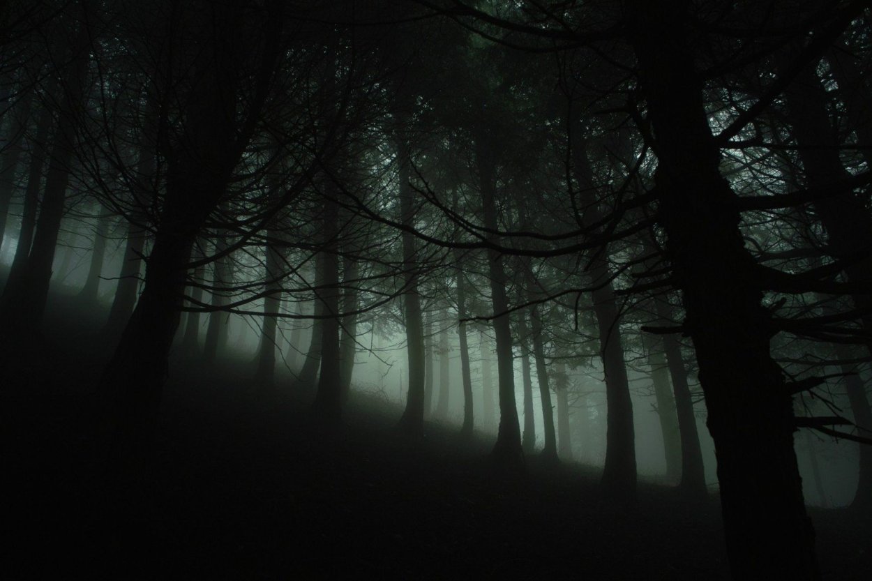Мрачный темный лес