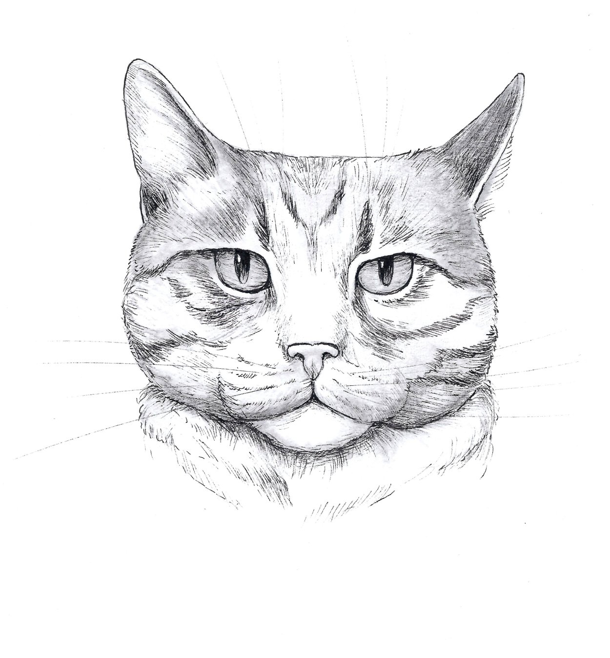 Нарисованный кот карандашом