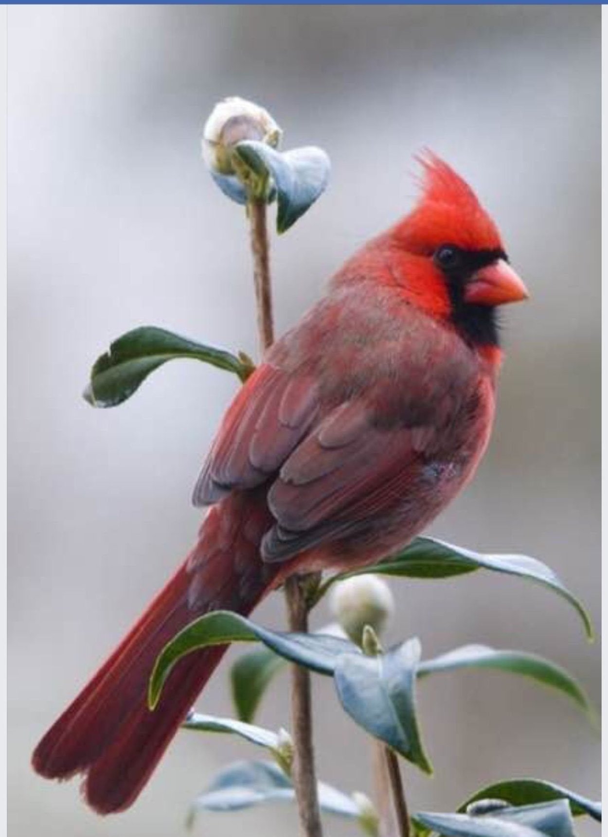 Птичка с красной головой