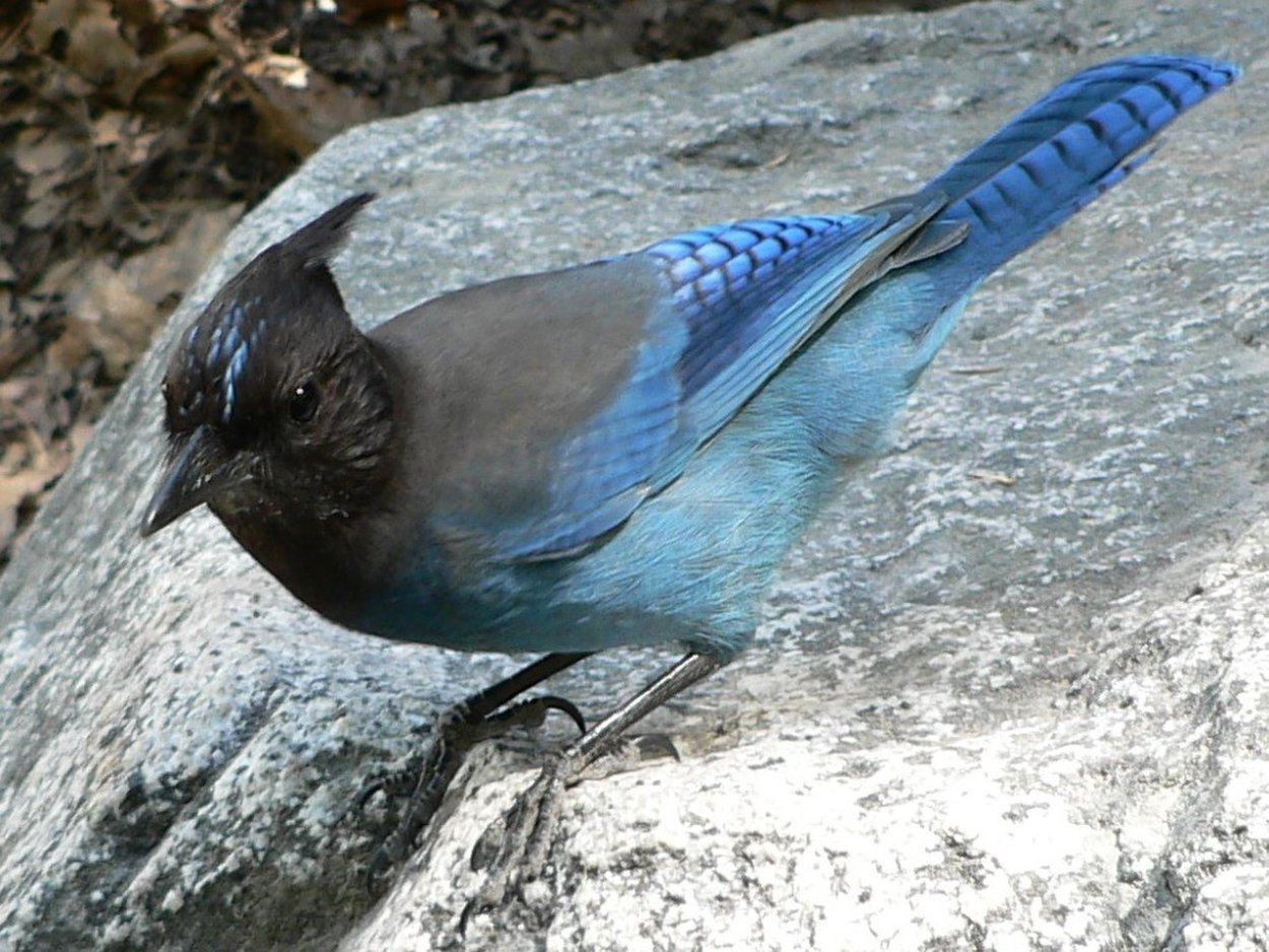 Коричневая птица с синими крыльями