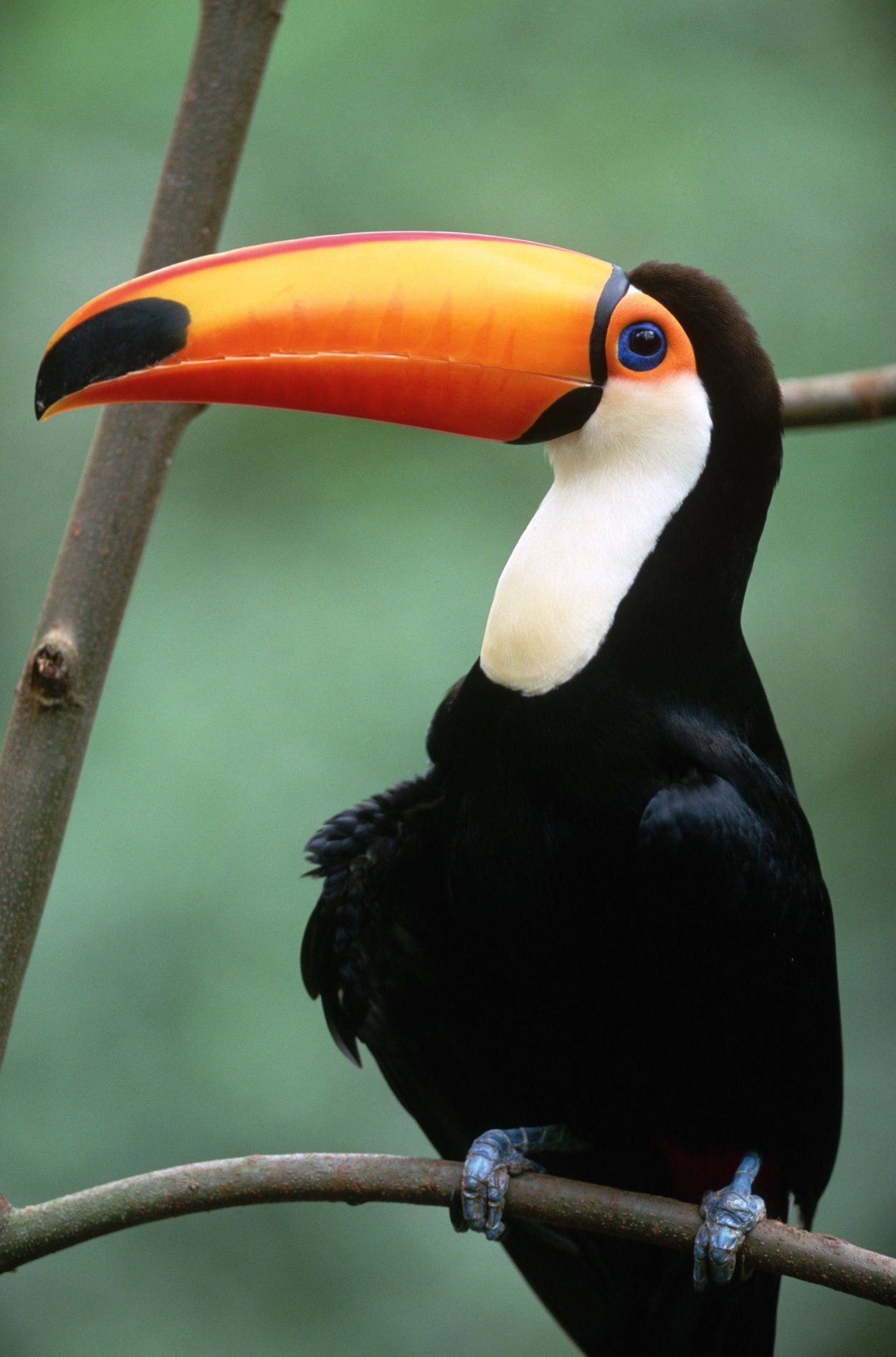 Черная птица с оранжевым клювом