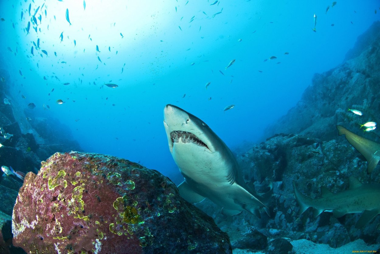 Тигровая акула в красном море