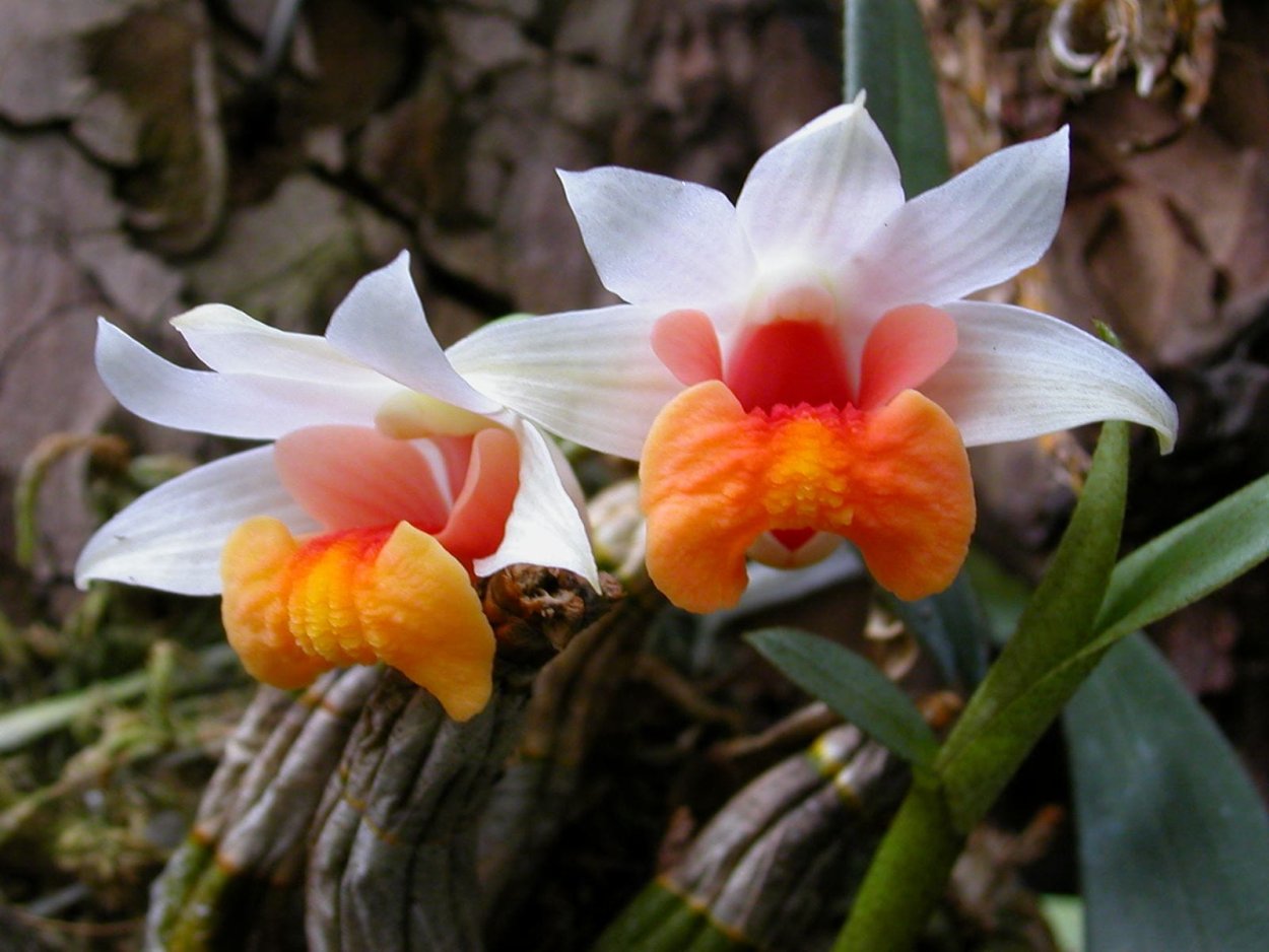 Орхидеи в природе